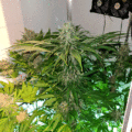 Steentijd Stoners - Hoe onze voorouders high werden (part I)