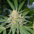 De onzin van het 'luie stoner' stereotype