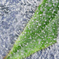 Damian Marley maakt van gevangenis legale wietkwekerij
