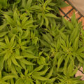 Vette trailer! Snoop & Wiz <i>on the high road</i>