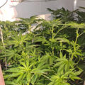 VOC: Toekomst Cannabis Social Clubs