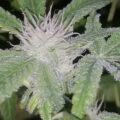 Grootste cannabis & kankeronderzoek ooit