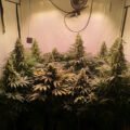 Teaser wietdocu 'The Culture High'