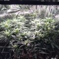 Braziliaanse dealer fopt politie met haan