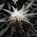 Steentijd Stoners - Hoe onze voorouders high werden (part I)