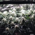 De beste anti-War on Drugs speech ooit