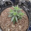 Wietideeën in 'The Marijuana Show' 