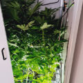 VOC: Toekomst Cannabis Social Clubs
