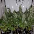1.600 Italianen krijgen 5 gram home-grown mediwiet