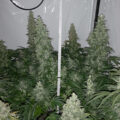 Steentijd Stoners - Hoe onze voorouders high werden (part I)