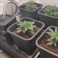 Doe jezelf een lol en hotbox je hoofd