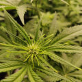 6 x waarom cannabis helpt bij migraine!