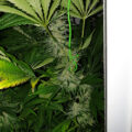 VOC: Toekomst Cannabis Social Clubs