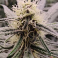 Video: Wat cannabis met creativiteit doet