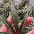 Doe jezelf een lol en hotbox je hoofd