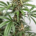 De beste anti-War on Drugs speech ooit