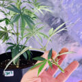 De 11 leukste stoner-videogames