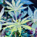 De beste anti-War on Drugs speech ooit