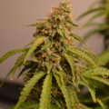 Vette trailer! Snoop & Wiz <i>on the high road</i>