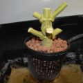 Sneeze geoogst & gedroogd: 1,145 gram per Watt!