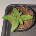 VOC: Toekomst Cannabis Social Clubs