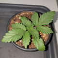 VOC: Toekomst Cannabis Social Clubs