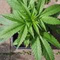 De beste anti-War on Drugs speech ooit