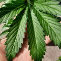 De beste anti-War on Drugs speech ooit