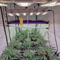 Zo stoned als Cheech & Chong