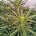 De beste anti-War on Drugs speech ooit