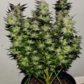 Wietideeën in 'The Marijuana Show' 