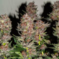 Video: Wat cannabis met creativiteit doet