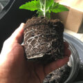 Grootste cannabis & kankeronderzoek ooit