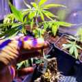 De beste anti-War on Drugs speech ooit