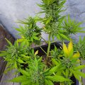 De beste anti-War on Drugs speech ooit