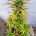 Zalige cannabis Kerst met de sterren ;-)