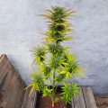 De beste anti-War on Drugs speech ooit