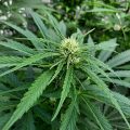 Braziliaanse dealer fopt politie met haan