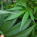 De beste anti-War on Drugs speech ooit