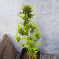 Zalige cannabis Kerst met de sterren ;-)