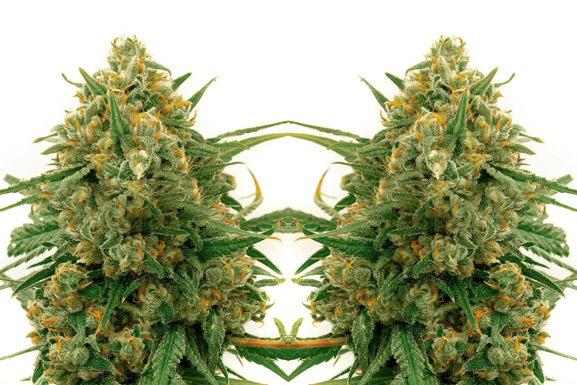 CBD Express Autoflower