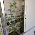 Doe jezelf een lol en hotbox je hoofd