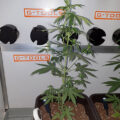 De beste anti-War on Drugs speech ooit