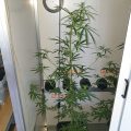 De beste anti-War on Drugs speech ooit