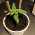 6 x waarom cannabis helpt bij migraine!