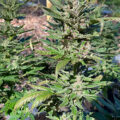 VOC: Toekomst Cannabis Social Clubs
