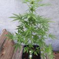 6 x waarom cannabis helpt bij migraine!