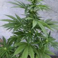 Braziliaanse dealer fopt politie met haan