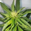 Braziliaanse dealer fopt politie met haan