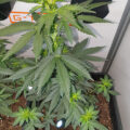 De beste anti-War on Drugs speech ooit
